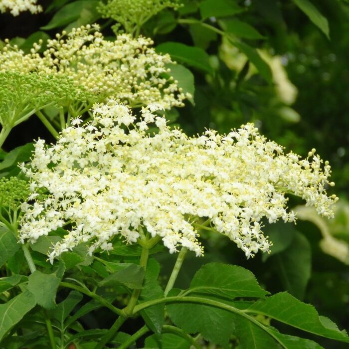 Sambucus nigra - Gewone vlier (Kale wortel) PRE-ORDER