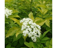 Sambucus nigra 'Aurea' - Geelbladige vlier (Kale wortel)