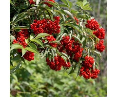 Sambucus racemosa - Trosvlier (Kale wortel)