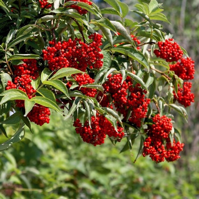 Sambucus racemosa - Trosvlier (Kale wortel)