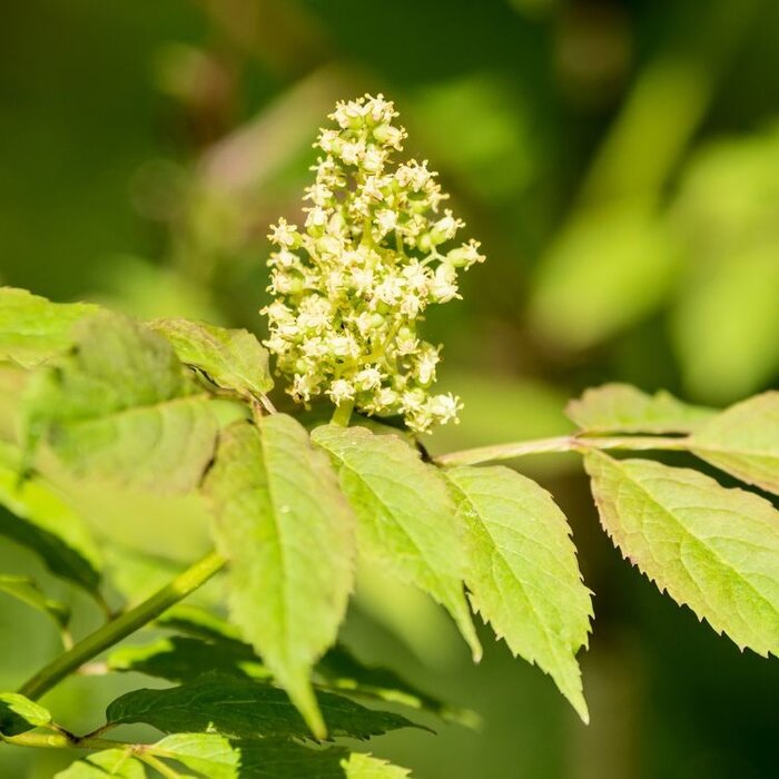 Sambucus racemosa - Trosvlier (Kale wortel)