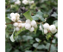 Symphoricarpos albus var.laevigatus - Sneeuwbes (Kale wortel)