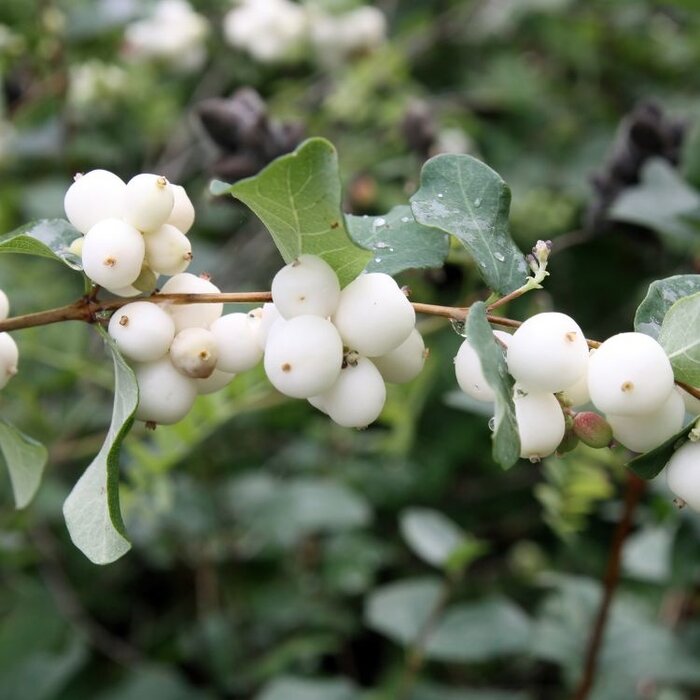 Symphoricarpos albus var.laevigatus - Sneeuwbes (Kale wortel)