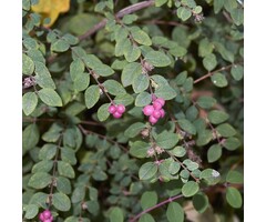 Symphoricarpos chenaultii 'Hancock' - Sneeuwbes (Kale wortel)