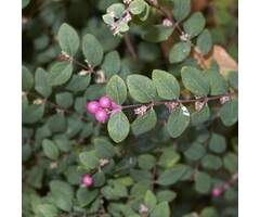 Symphoricarpos chenaultii - Sneeuwbes (Kale wortel)