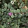Symphoricarpos chenaultii - Sneeuwbes (Kale wortel) -> PRE-ORDER