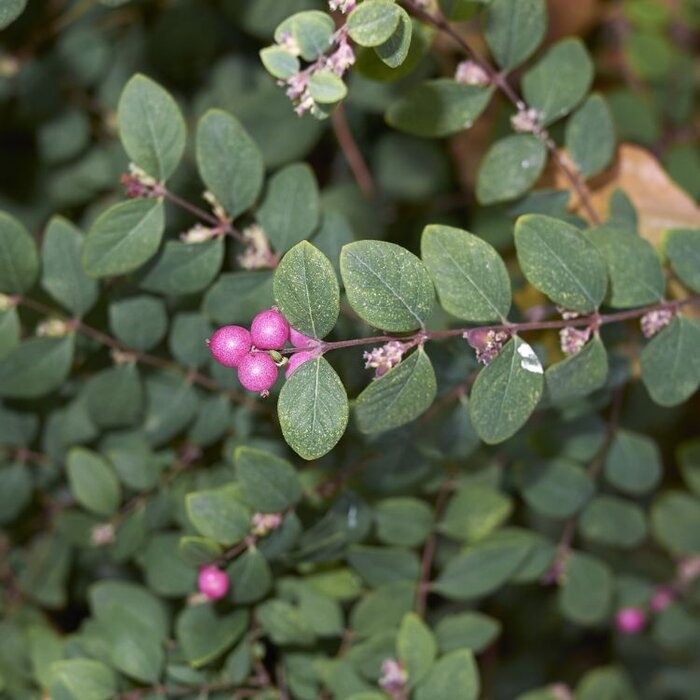 Symphoricarpos chenaultii - Sneeuwbes (Kale wortel)