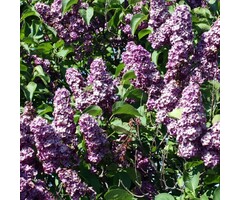 Syringa vulgaris - Gewone sering (Kale wortel)