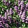 Syringa vulgaris - Gewone sering (Kale wortel) -> PRE-ORDER