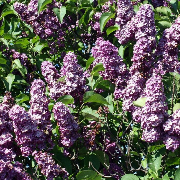 Syringa vulgaris - Gewone sering (Kale wortel)