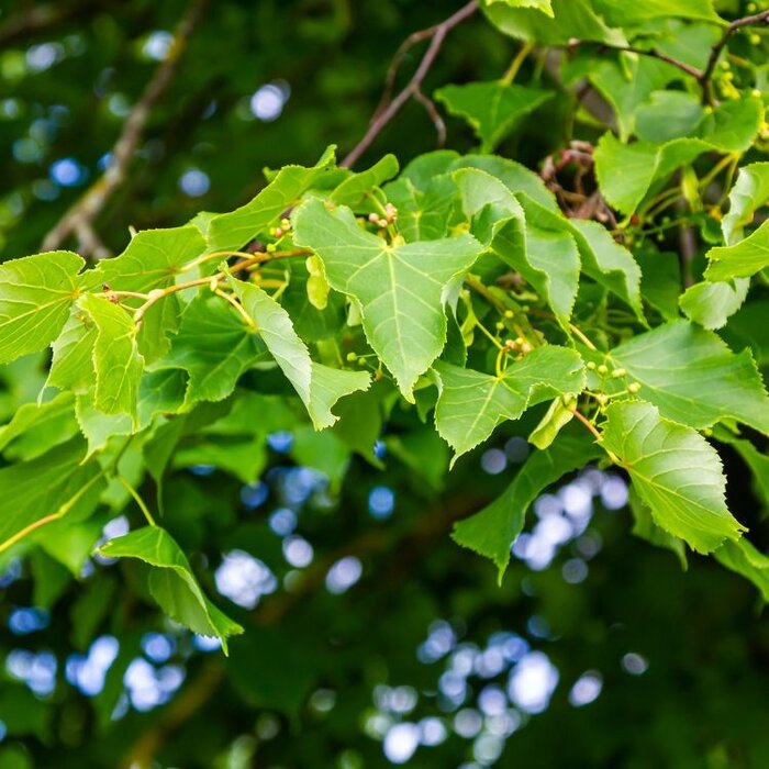 Tilia cordata - Winterlinde (Kale wortel)