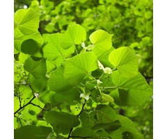 Tilia platyphyllos - Zomerlinde (Kale wortel)