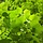Tilia platyphyllos - Zomerlinde (Kale wortel) PRE-ORDER