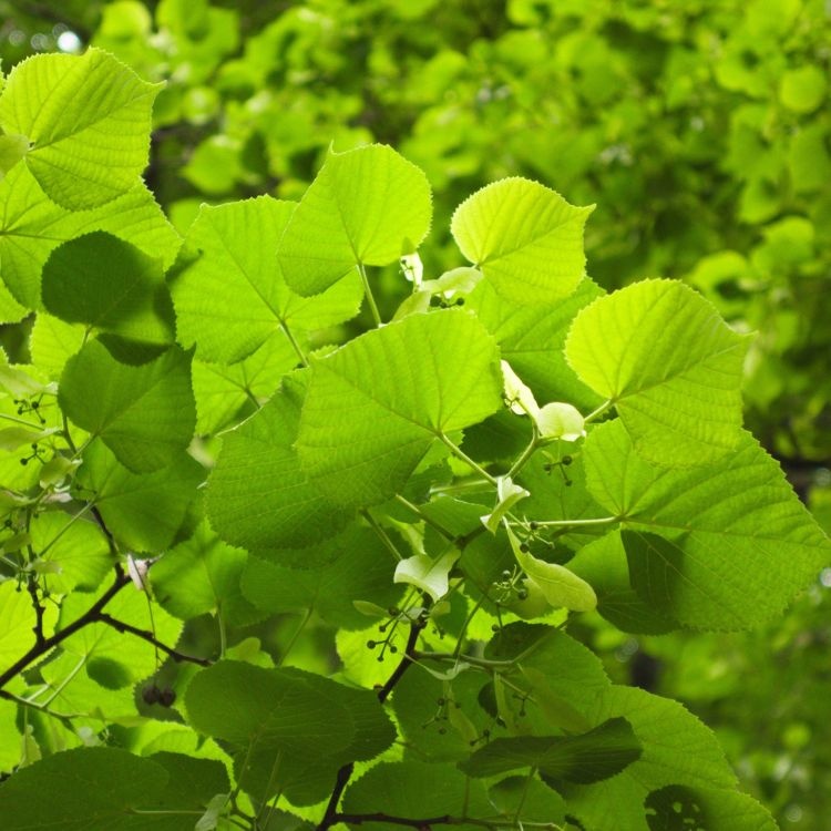Tilia platyphyllos - Zomerlinde (Kale wortel) PRE-ORDER