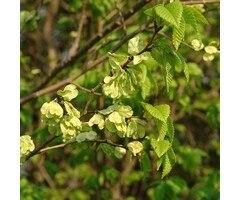 Ulmus minor - Gladde iep (Kale wortel)