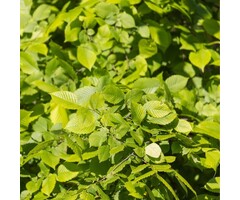 Ulmus laevis - Fladderiep (Kale wortel)