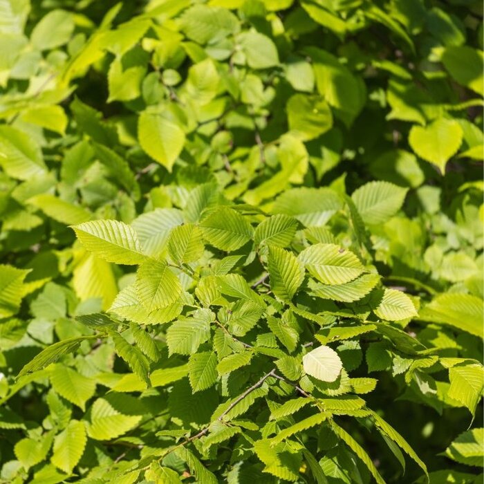 Ulmus laevis - Fladderiep (Kale wortel)