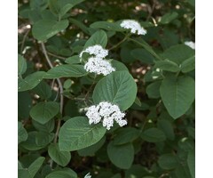 Viburnum lantana - Wollige sneeuwbal (Kale wortel)