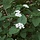 Viburnum lantana - Wollige sneeuwbal (Kale wortel) -> PRE-ORDER