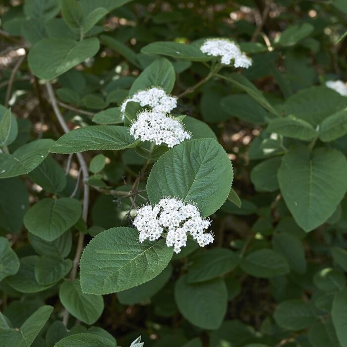 Viburnum lantana - Wollige sneeuwbal (Kale wortel) PRE-ORDER