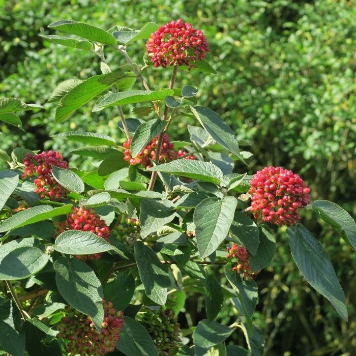 Viburnum lantana - Wollige sneeuwbal (Kale wortel) PRE-ORDER