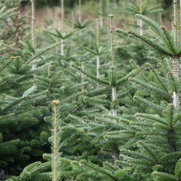 Abies fraseri - Zilverspar (Kale wortel) PRE-ORDER