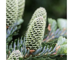 Abies fraseri - Zilverspar (Kale wortel)
