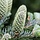 Abies fraseri - Zilverspar (Kale wortel) -> PRE-ORDER