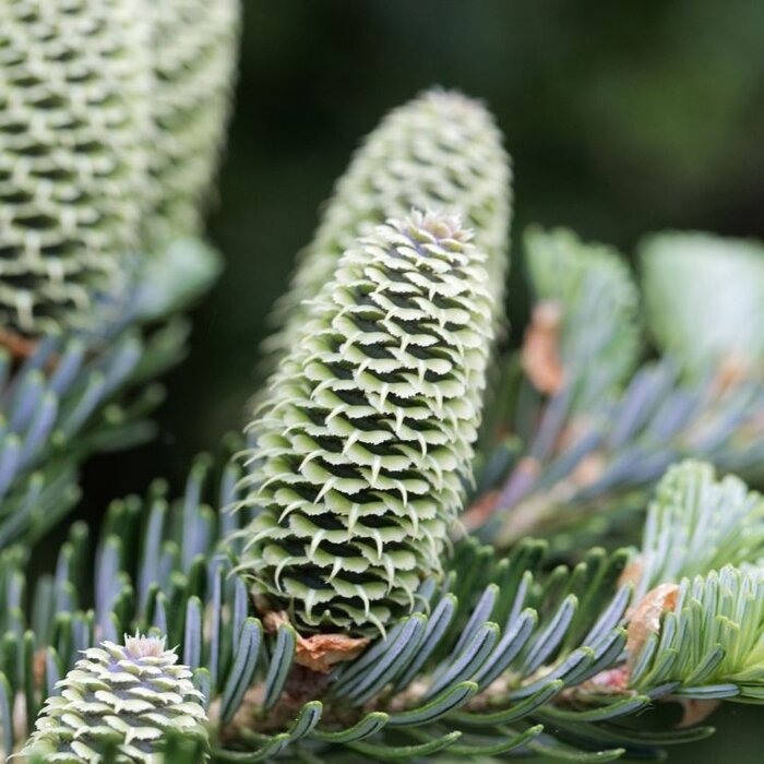Abies fraseri - Zilverspar (Kale wortel) PRE-ORDER