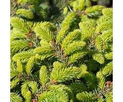 Picea abies - Fijnspar (Kale wortel)