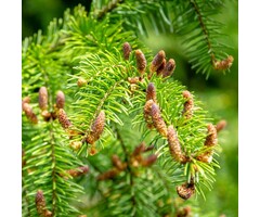 Picea omorika - Servische spar (Kale wortel)