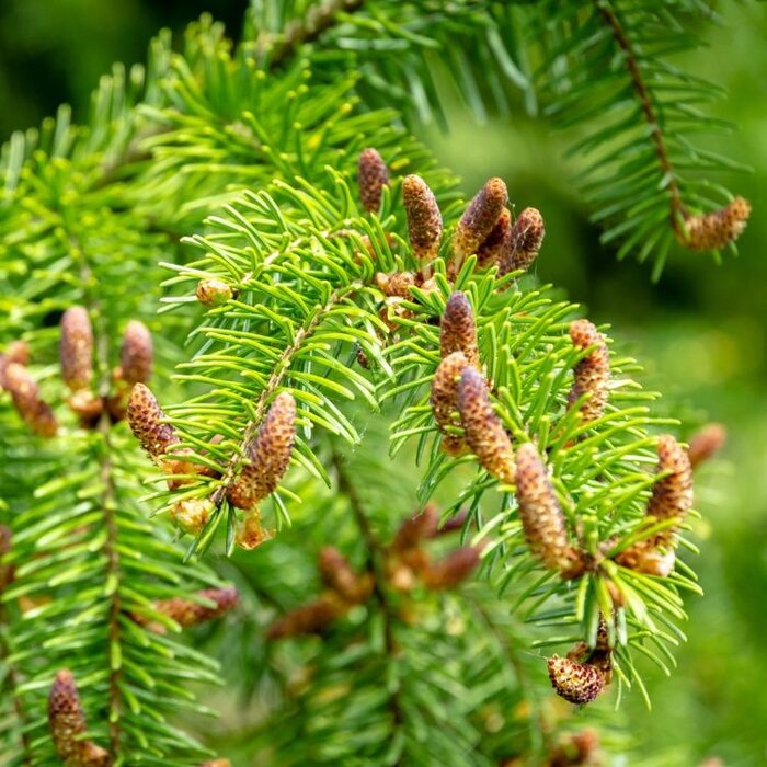 Picea omorika - Servische spar (Kale wortel)