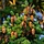 Pseudotsuga menziesii - Douglasspar (Kale wortel) -> PRE-ORDER