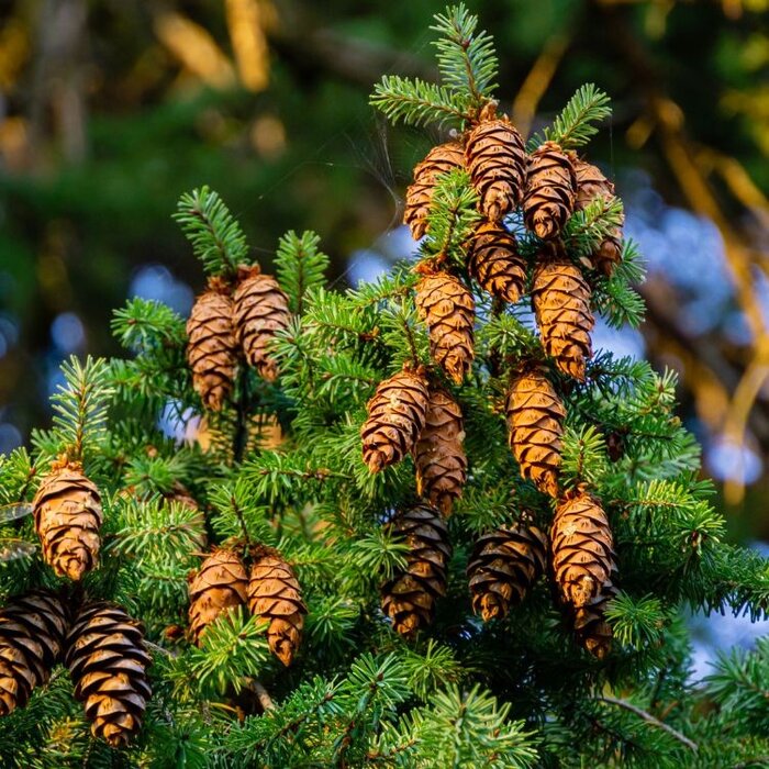 Pseudotsuga menziesii - Douglasspar (Kale wortel)