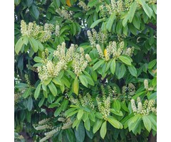 Prunus laurocerasus 'Caucasica' - Laurierhaag (Kale wortel)