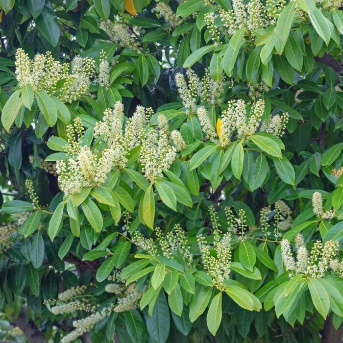 Prunus laurocerasus 'Caucasica' - Laurierhaag (Kale wortel)