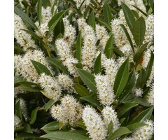 Prunus laurocerasus 'Herbergii' - Laurierhaag (Kale wortel)