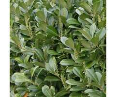 Prunus laurocerasus 'Novita' - Laurierhaag (Kale wortel)