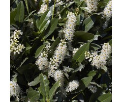 Prunus laurocerasus 'Otto Luyken' - Laurierhaag (Kale wortel)