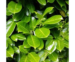 Prunus laurocerasus 'Rotundifolia' - Laurierhaag (Kale wortel)