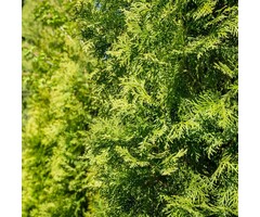 Thuja occidentalis 'Smaragd' - Thuja haag (Kale wortel)