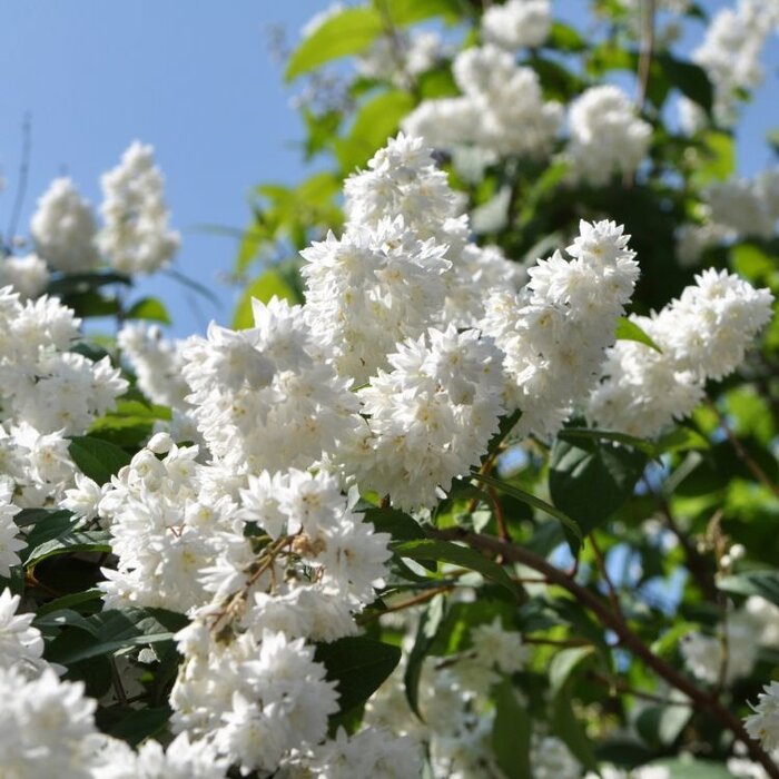 Deutzia magnifica 'Erecta' - Bruidsbloem (Kale wortel)