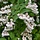 Deutzia scabra - Bruidsbloem (Kale wortel) -> PRE-ORDER