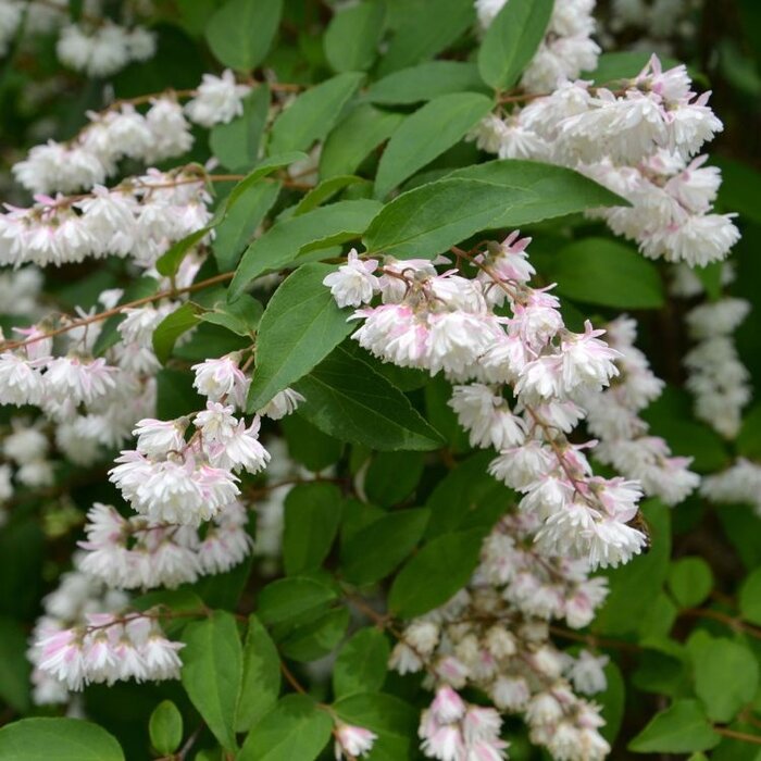 Deutzia scabra - Bruidsbloem (Kale wortel) PRE-ORDER
