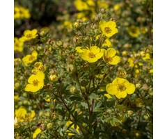Potentilla fruticosa 'Primrose Beauty' - Ganzerik (Kale wortel)