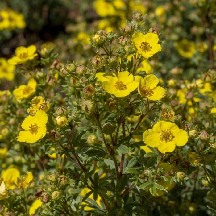Potentilla fruticosa 'Primrose Beauty' - Ganzerik (Kale wortel)