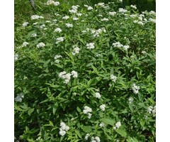 Spirea japonica 'Albiflora' - Spierstruik (Kale wortel)