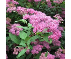 Spiraea japonica 'Froebelii' - Spierstruik (Kale wortel)