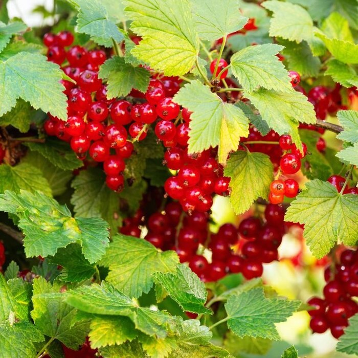 Ribes rubrum 'Junifer' - Rode bes (Kale wortel)