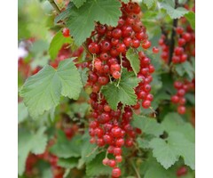 Ribes rubrum 'Laxton No 1' - Rode bes (Kale wortel)